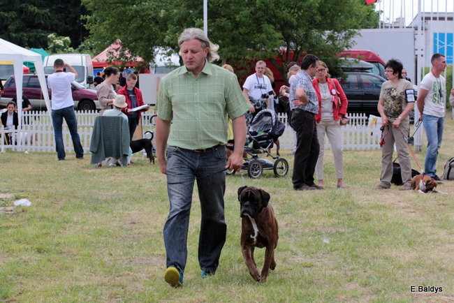 Setki czworonogów w Lesznie (zdjęcia)