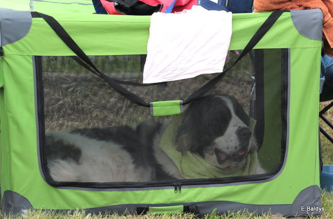 Setki czworonogów w Lesznie (zdjęcia)