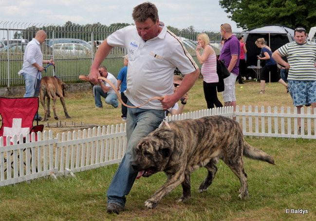 Setki czworonogów w Lesznie (zdjęcia)