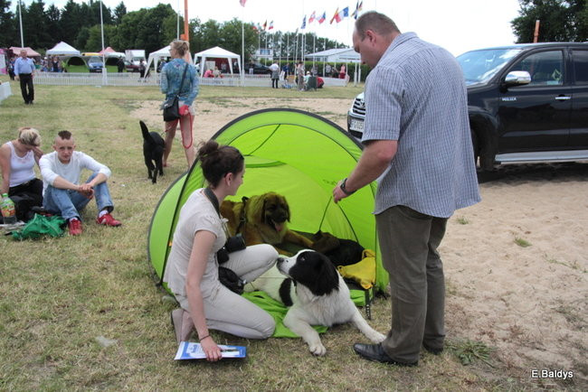 Setki czworonogów w Lesznie (zdjęcia)