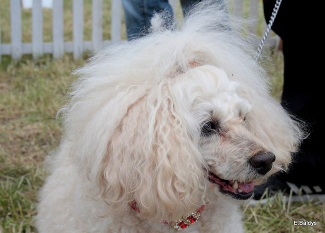 Setki czworonogów w Lesznie (zdjęcia)