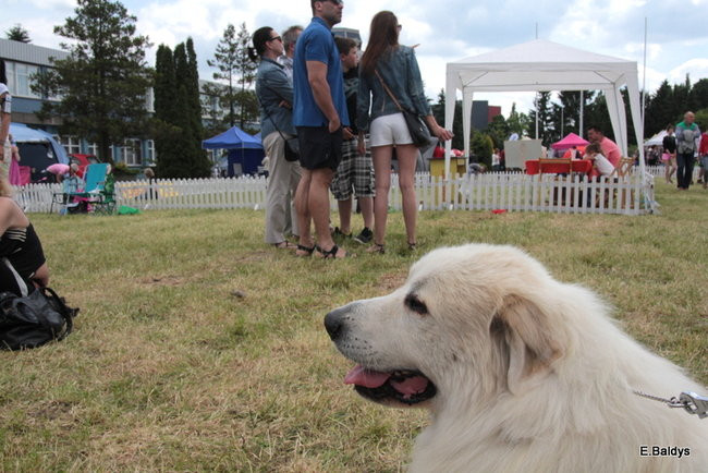 Setki czworonogów w Lesznie (zdjęcia)