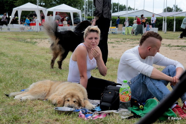 Setki czworonogów w Lesznie (zdjęcia)
