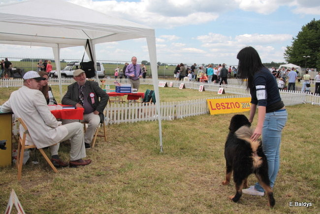 Setki czworonogów w Lesznie (zdjęcia)