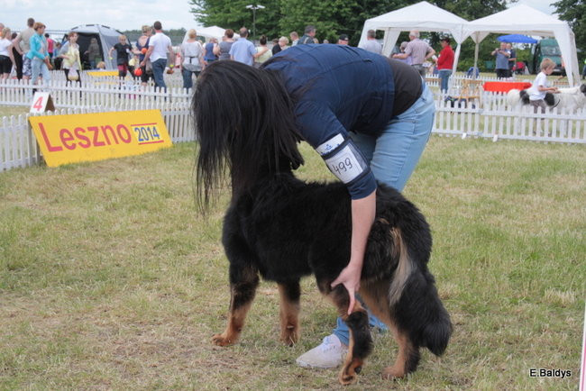 Setki czworonogów w Lesznie (zdjęcia)