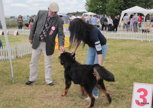 Setki czworonogów w Lesznie (zdjęcia)