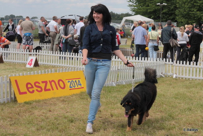 Setki czworonogów w Lesznie (zdjęcia)