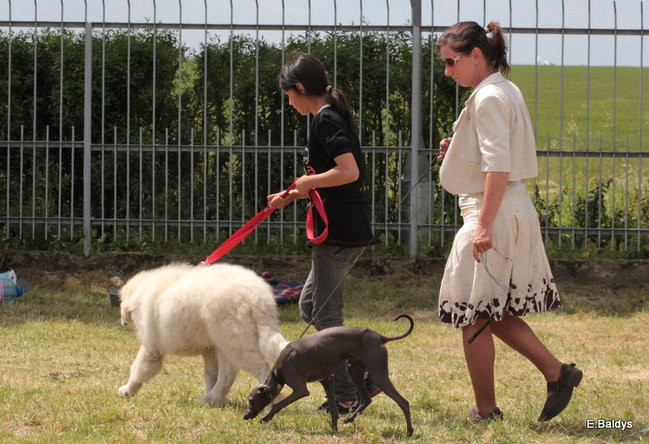 Setki czworonogów w Lesznie (zdjęcia)