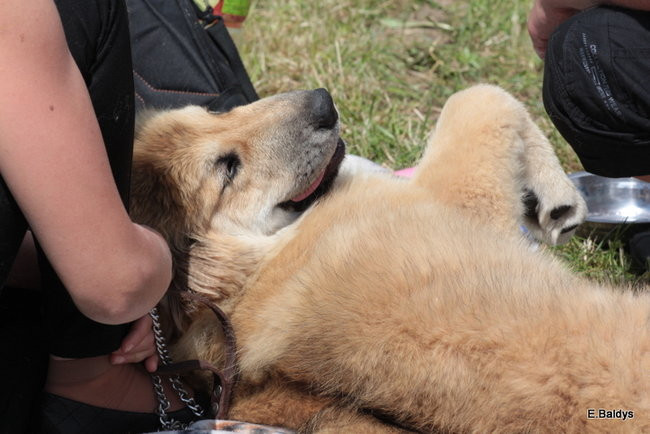 Setki czworonogów w Lesznie (zdjęcia)