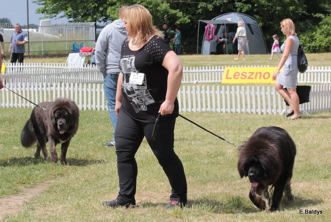 Setki czworonogów w Lesznie (zdjęcia)