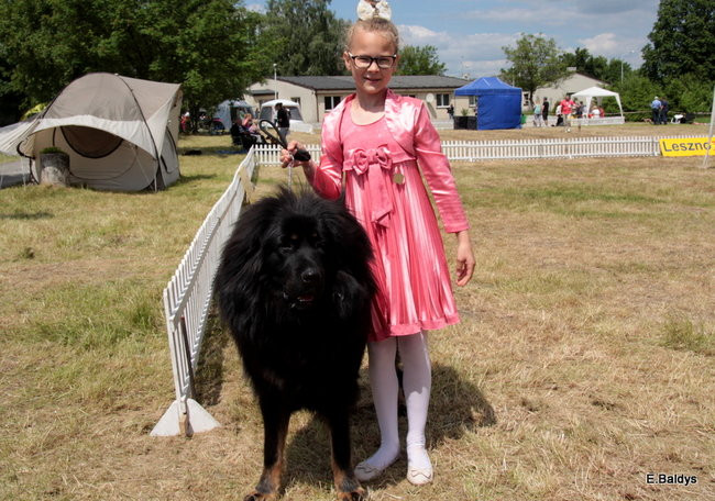 Setki czworonogów w Lesznie (zdjęcia)