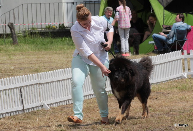 Setki czworonogów w Lesznie (zdjęcia)