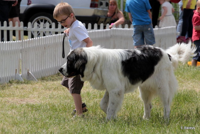Setki czworonogów w Lesznie (zdjęcia)