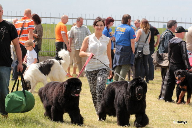 Setki czworonogów w Lesznie (zdjęcia)