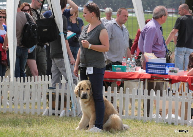 Setki czworonogów w Lesznie (zdjęcia)