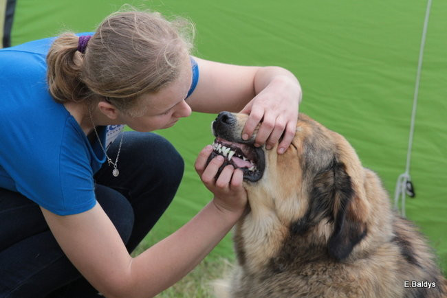 Setki czworonogów w Lesznie (zdjęcia)