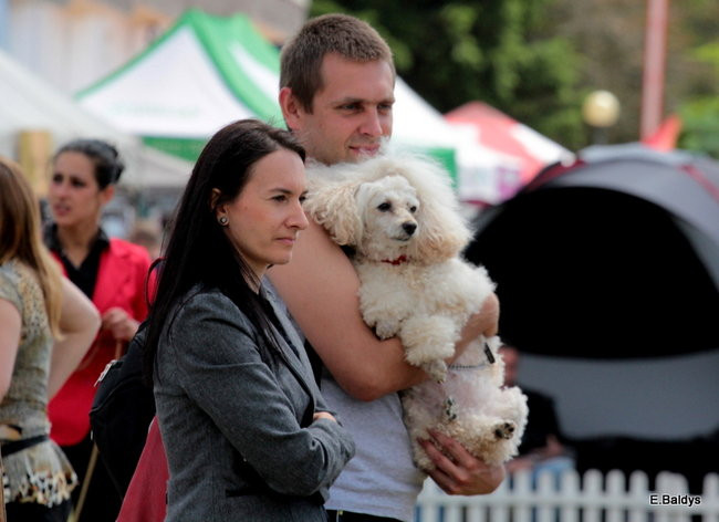 Setki czworonogów w Lesznie (zdjęcia)