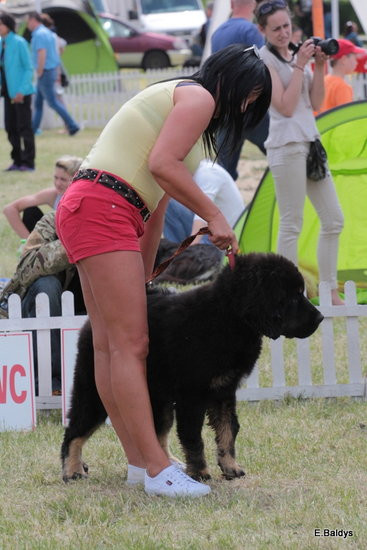 Setki czworonogów w Lesznie (zdjęcia)