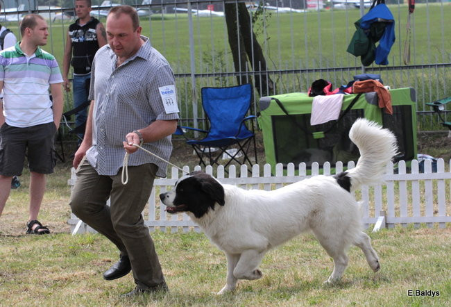 Setki czworonogów w Lesznie (zdjęcia)