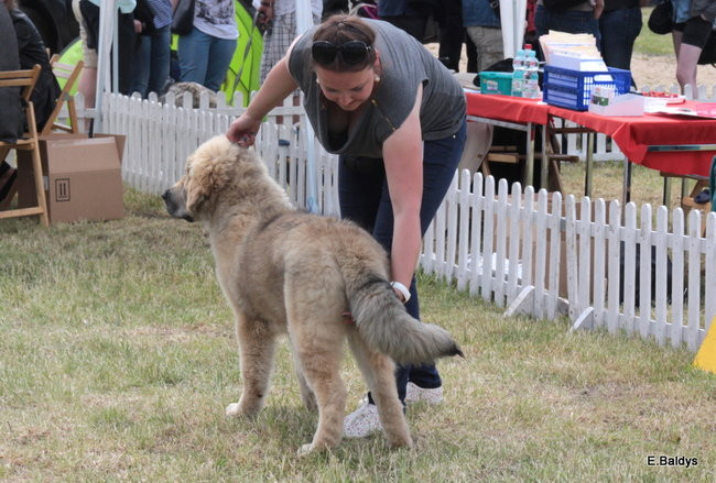Setki czworonogów w Lesznie (zdjęcia)