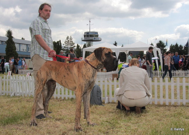 Setki czworonogów w Lesznie (zdjęcia)