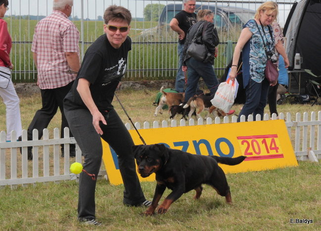 Setki czworonogów w Lesznie (zdjęcia)