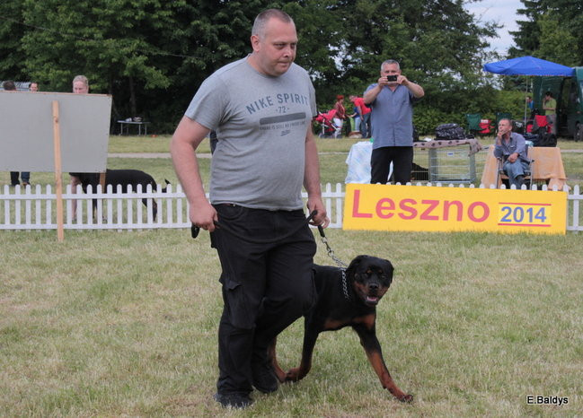 Setki czworonogów w Lesznie (zdjęcia)
