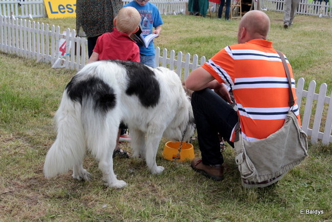 Setki czworonogów w Lesznie (zdjęcia)