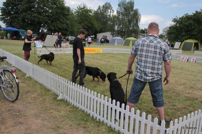 Setki czworonogów w Lesznie (zdjęcia)