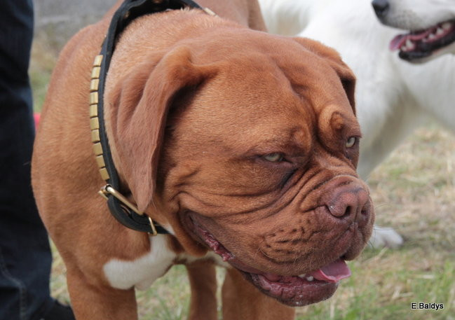 Setki czworonogów w Lesznie (zdjęcia)
