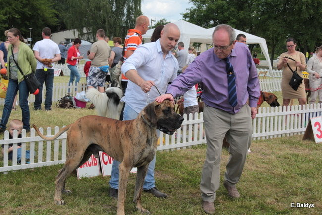Setki czworonogów w Lesznie (zdjęcia)
