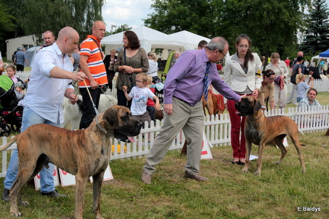 Setki czworonogów w Lesznie (zdjęcia)