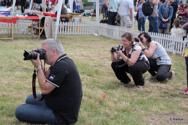 Setki czworonogów w Lesznie (zdjęcia)