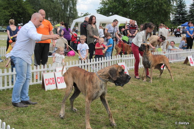 Setki czworonogów w Lesznie (zdjęcia)