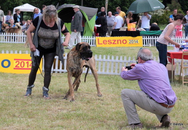 Setki czworonogów w Lesznie (zdjęcia)