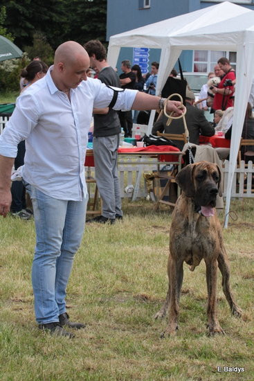 Setki czworonogów w Lesznie (zdjęcia)