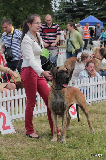 Setki czworonogów w Lesznie (zdjęcia)