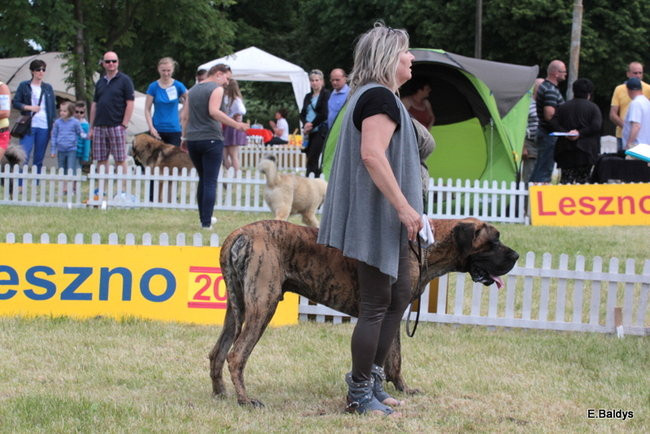 Setki czworonogów w Lesznie (zdjęcia)