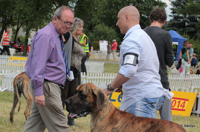 Setki czworonogów w Lesznie (zdjęcia)