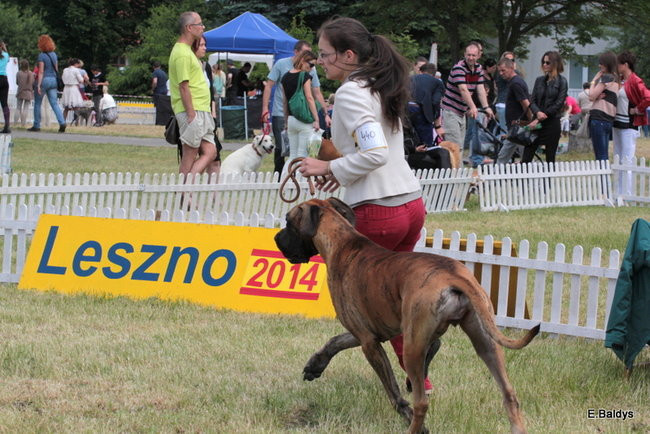 Setki czworonogów w Lesznie (zdjęcia)