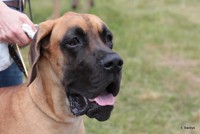 Setki czworonogów w Lesznie (zdjęcia)