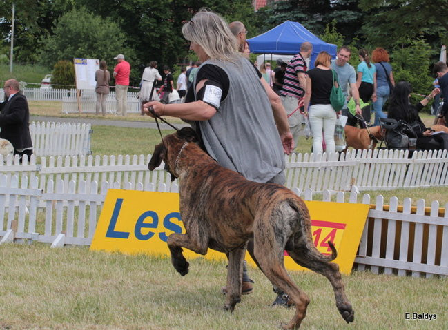 Setki czworonogów w Lesznie (zdjęcia)