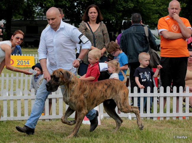 Setki czworonogów w Lesznie (zdjęcia)