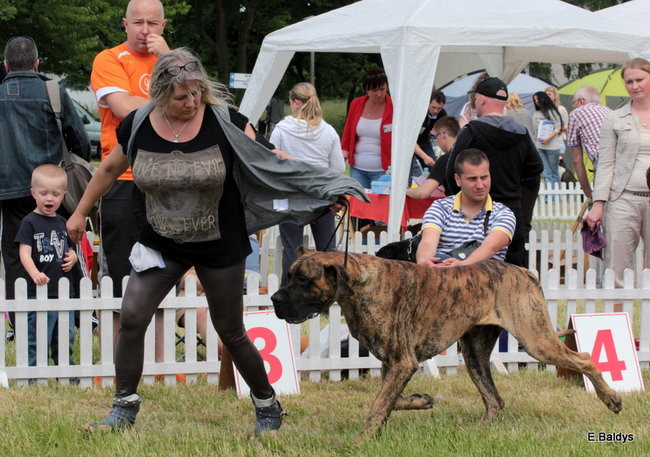 Setki czworonogów w Lesznie (zdjęcia)