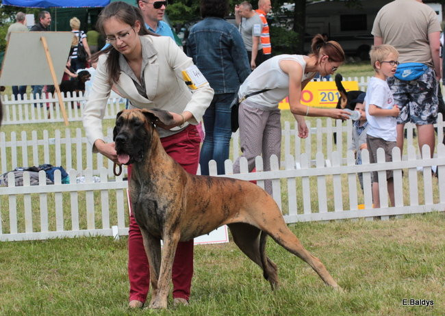 Setki czworonogów w Lesznie (zdjęcia)