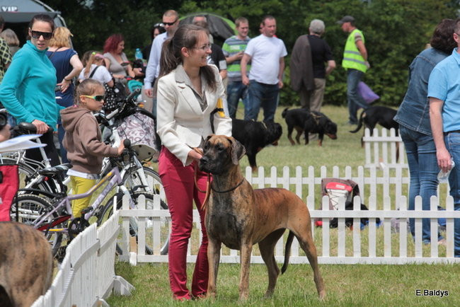 Setki czworonogów w Lesznie (zdjęcia)