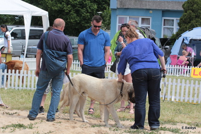 Setki czworonogów w Lesznie (zdjęcia)