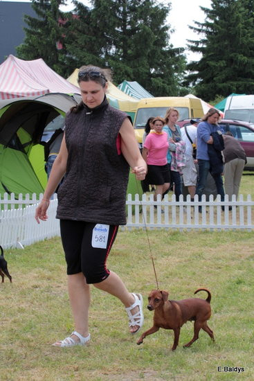 Setki czworonogów w Lesznie (zdjęcia)