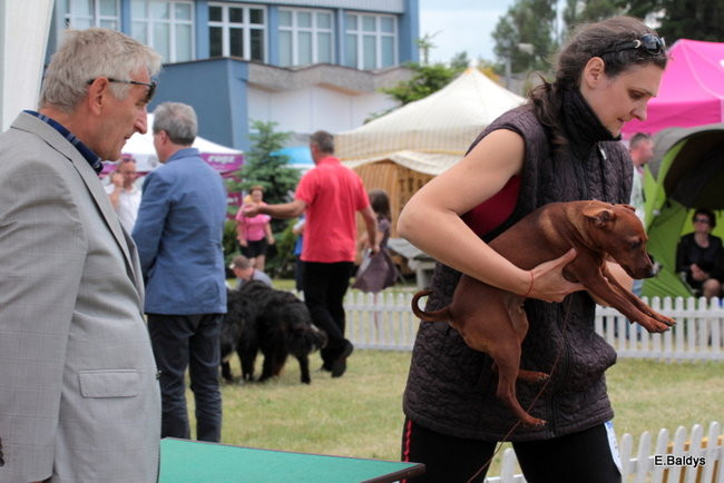 Setki czworonogów w Lesznie (zdjęcia)