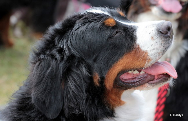 Setki czworonogów w Lesznie (zdjęcia)